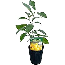 61VHVRFp+iL._AC_UL210_SR210,